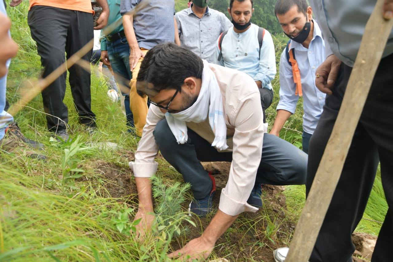 Tree Plantation